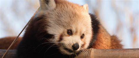 Download Wallpaper 2560x1080 Red Panda Cute Bamboo Dual