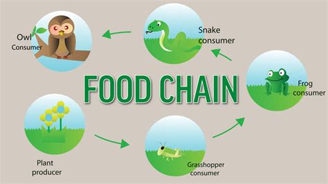 Examples Of Producers And Consumers In A Food Chain Yourdictionary