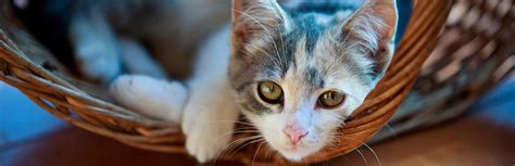 We also get your email address to automatically create an account for you in our website. Autism In Cats: Can Kitties Be Autistic? | My Pet Needs That