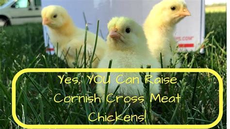 Meat Chickens Yes You Can Raise Cornish Cross Too Youtube