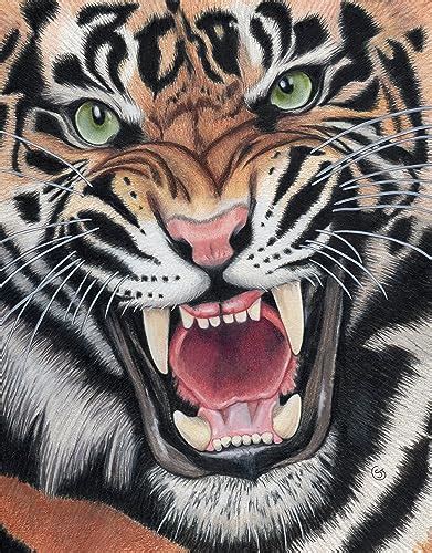 Tiger Colour Pencil Drawing