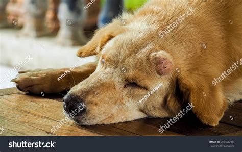 Sick Dog Veterinary Assistant Doing Examination Stock Photo Edit Now