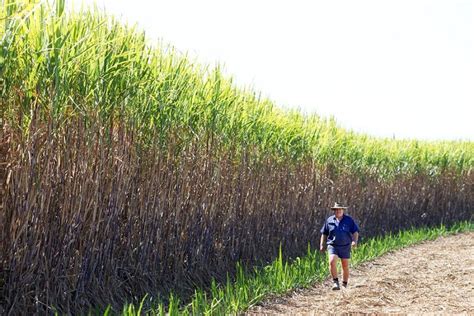 Queensland Sugar Cane Farmer Russell Thompson Abc Rural Australian