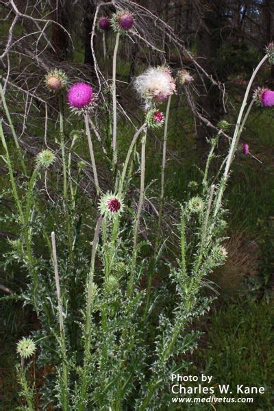 Carduus Nutans Musk Thistle Edible Uses Charles W Kane Applied