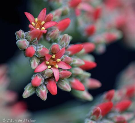 crassula perfoliata red a close up view average size of e… flickr