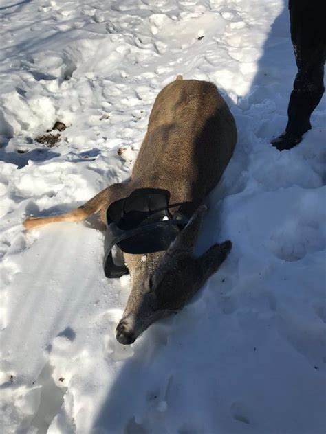 Deer With Garbage Lid Around Its Neck Saved By Bc Conservation Officers