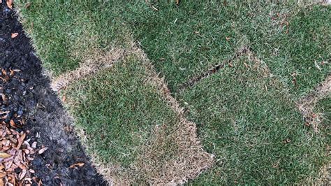 When To Water Newly Installed Sod Sod University Sod Solutions