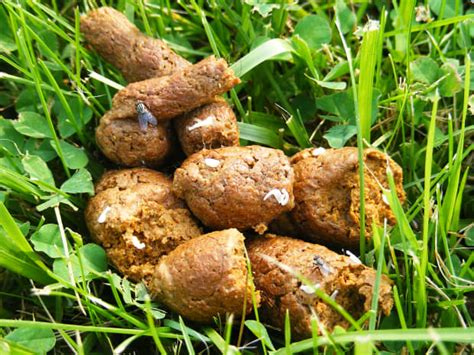 Why Is My Dogs Poop So Dry And Crumbly