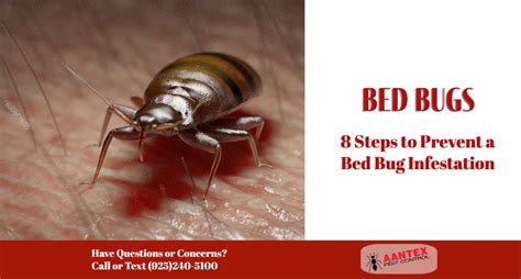 8 Steps To Prevent A Bed Bug Infestation Aantex Pest And Termite Control