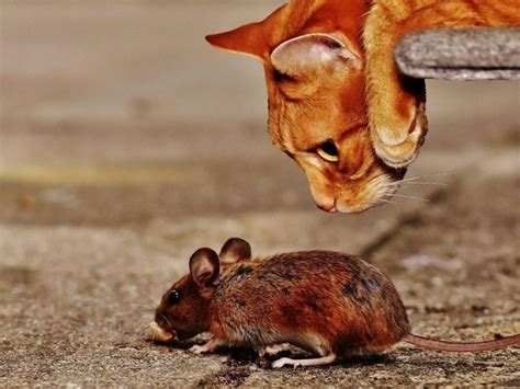 사이언스 브런치 고양이한테 덤비는 생쥐 뇌 속 기생충 때문 서울신문