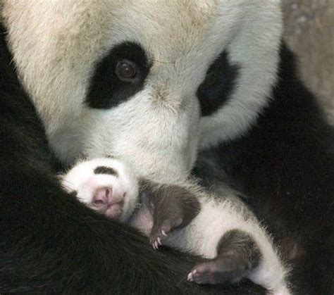 60 Best Panda Bears Images On Pinterest Giant Pandas Animals And