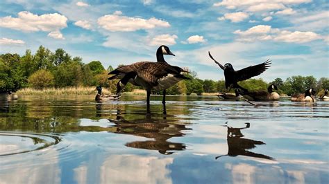 A Crow Joins Two Geese Smithsonian Photo Contest Smithsonian Magazine