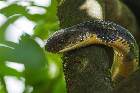 King cobra is the most revered snake on the planet. King Cobra: World's Longest Venomous Snake | RoundGlass ...