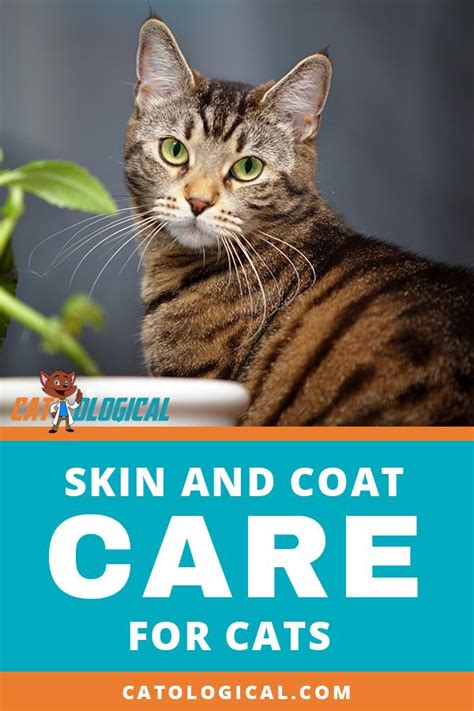 Keep Your Kittys Coat Shiny And Healthy And Their Skin Itch Free And