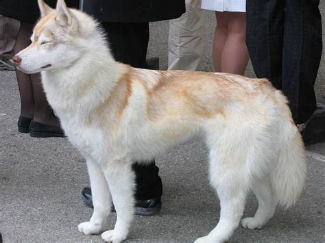 Most Beautiful Mixed Breed Dogs 7 Most Beautiful Siberian Husky