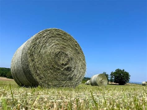 Haylage Vs Hay Comparison What Are The Differences