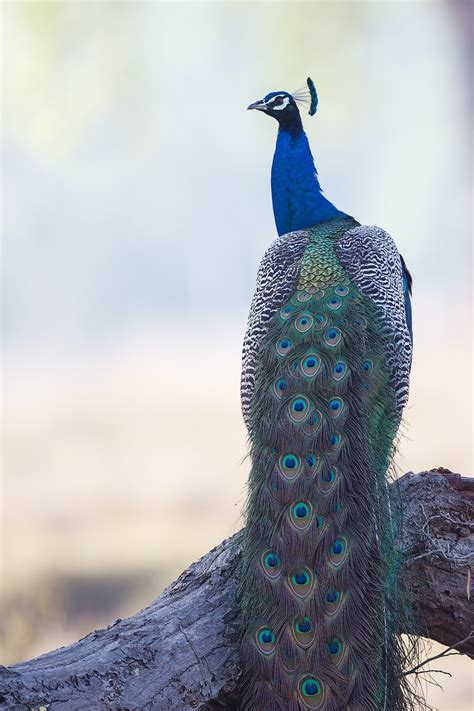 100 Peacock Pictures Hd Download Free Images On Unsplash