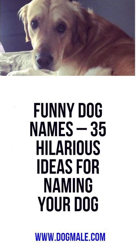 Funny Dog Names 35 Hilarious Ideas For Naming Your Dog Funny Dog