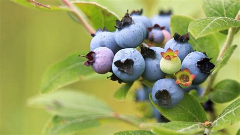 How To Grow Blueberries From Cuttings Or Seed Homes And Gardens