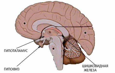 Симптомы при опухоли гипофиза Картинка - Симптомы при опухоли гипофиза