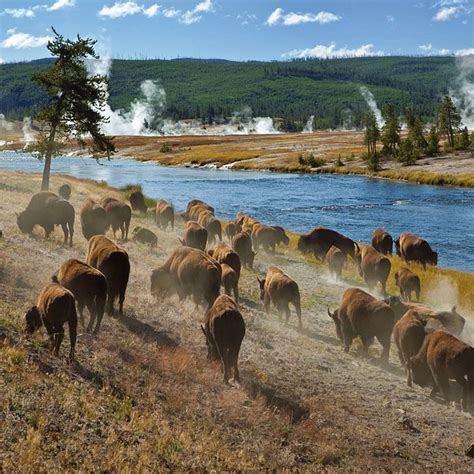 Yellowstone Atv West Yellowstone 2022 Alles Wat U Moet Weten