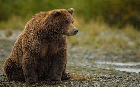 Only the best hd background pictures. Bear Wide Wallpapers - Wallpaper Cave