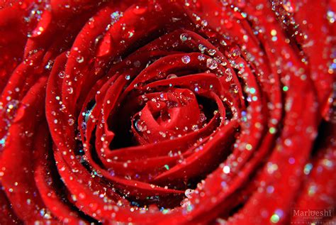 Red Rose 1080p 900x602 Wallpaper