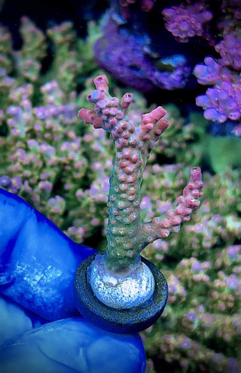 Confetti 10 Rare Reefs