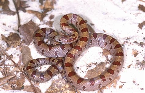 Kingsnakes Found On The Outer Banks Are Usually Brown Rather Than Black