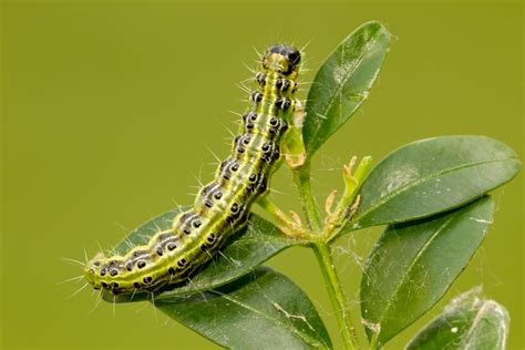 Customer Question Box Caterpillar Green Gardener