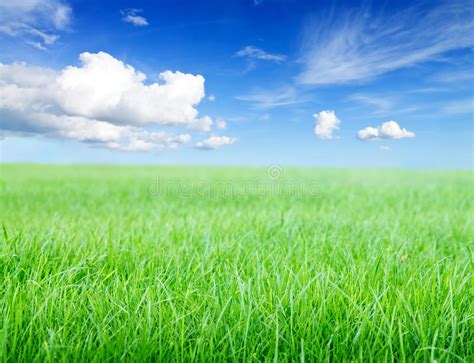 Green Grass Field Under Midday Sun On Blue Sky Stock Photo Image Of