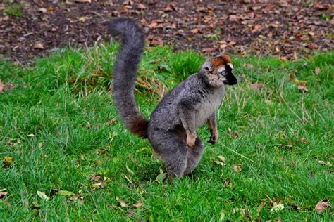 Lemur Lemurs Are A Clade Of Strepsirrhine Primates Endemic Flickr