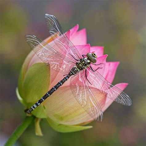 A Dragonfly Perched On A Lotus Flower Dragonfly Photos Dragonfly
