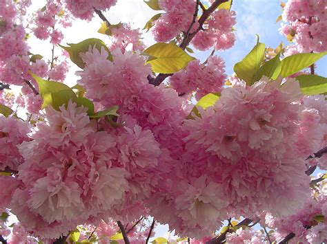 Their pink or white flowers are usually the first to bloom and signal the end of. Kwanzan Flowering Cherry (Prunus serrulata 'Kwanzan') in ...