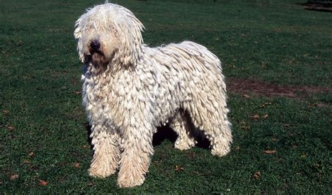 Akc actively advocates for responsible dog ownership and is dedicated to advancing dog sports. Dog Breed of the Day: Komondor