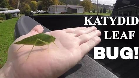 Katydid Leaf Bug Youtube