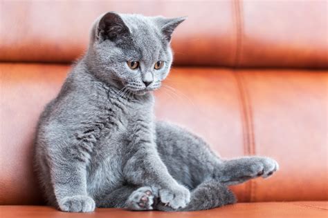 How To Stop Cat From Scratching Leather Couch For Sale Save 51