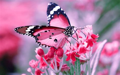57 Beautiful Butterfly Wallpapers Desktop On Wallpapersafari