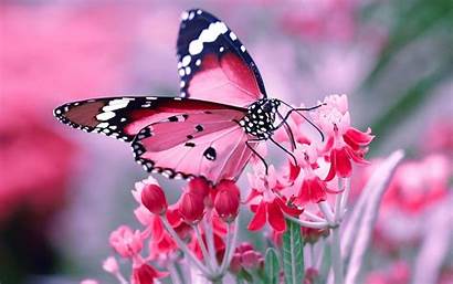 Butterfly Desktop Wallpapers Windows Insects Android Wallpaperplay