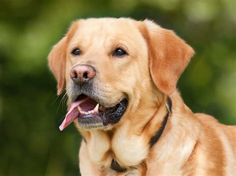 What Is An Oronasal Fistula In Dogs And How Do We Repair It