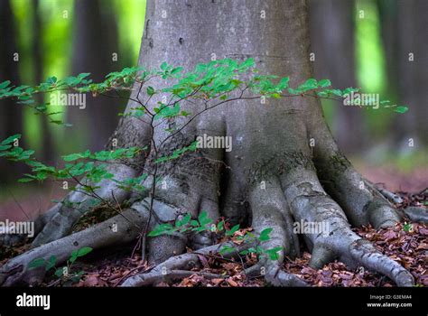 Beech Tree Sapling High Resolution Stock Photography And Images Alamy