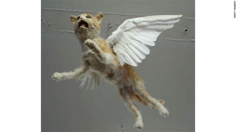 Apparently This Matters Crappy Taxidermy Cnn