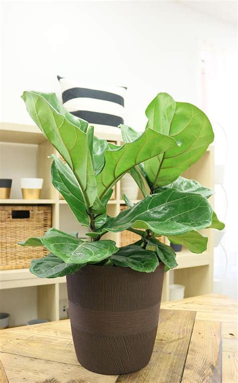 We did not find results for: 17 Of The Best Places To Buy Houseplants Online | Small ...
