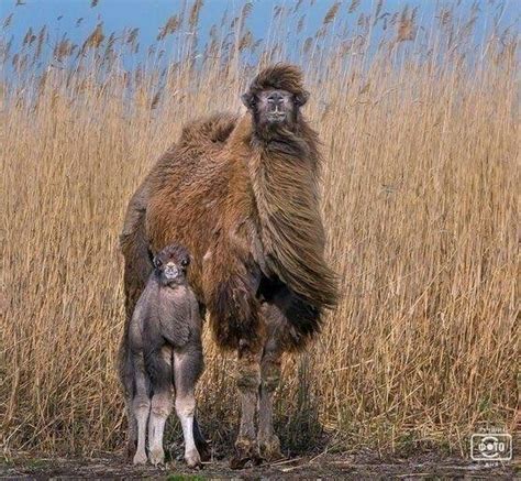 141 Best Four Legged Animals Images On Pinterest Wild Animals