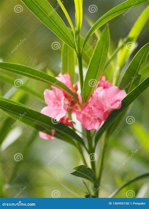 Pink Flower Oleander Sweet Oleander Rose Bay Beautiful In Nature Stock