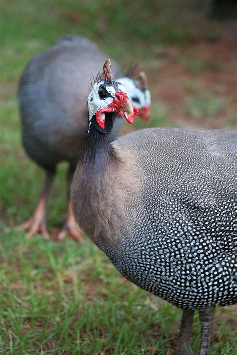 Guinea Fowl The Peculiar Bird With A Plethora Of Uses