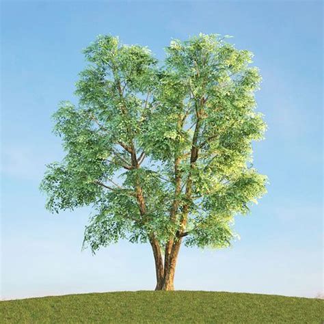 Green Leafed Tree 3d Model Cgtrader