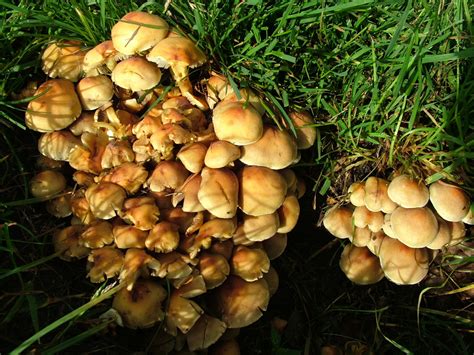Crosswhatfields Fungus Foray