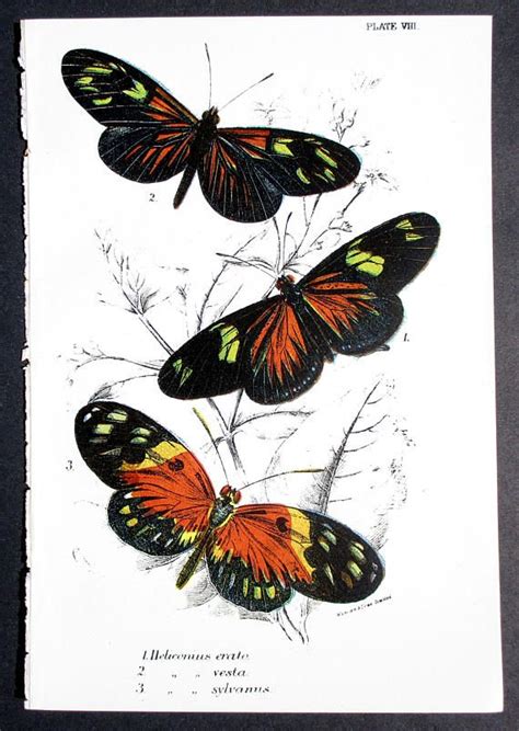 Butterfly Antique Lithograph Colorful 1896 Original Natural