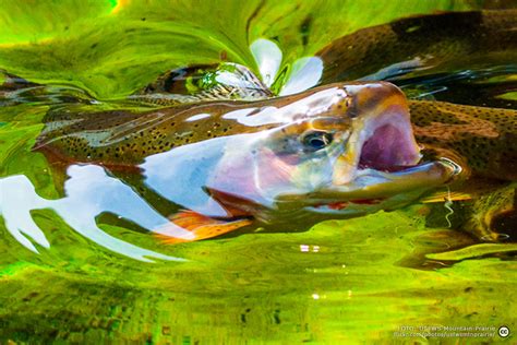 Huntaustriaregenbogenforelle3 Huntaustria Hunting And Fly Fishing